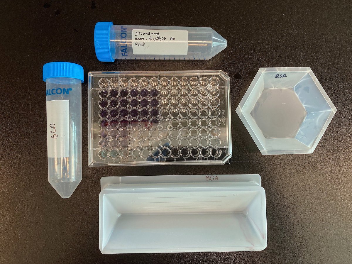 GLI_LDI's tweet photo. MORE🌱tips coming your way. 

Single use plastic is unfortunately a part of research. To reduce your plastic waste, switch to glass when possible or re-use plastic materials for repeat experiments. 

Here are Charlotte and Juliet's re-using plastic and glass. WAY TO GO GUYS 🌷🌷 https://t.co/ORYpxlAqeH