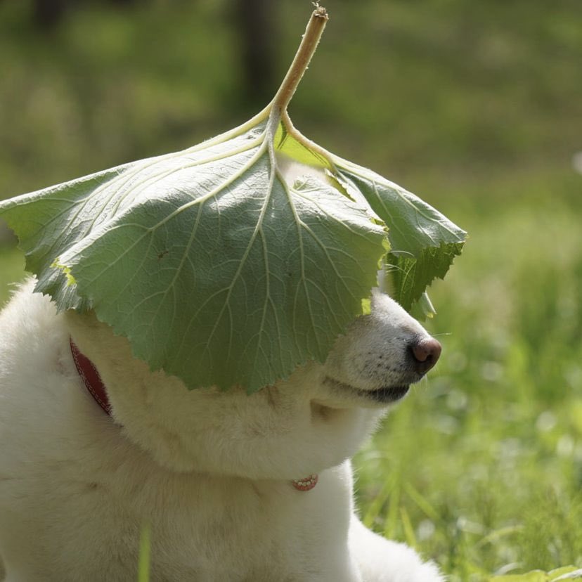 WeRateDogs tweet media