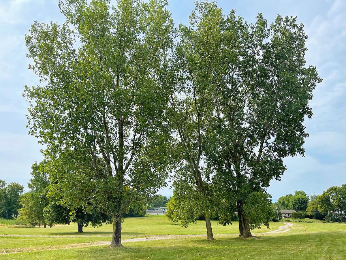 EricMcCabe11674's tweet photo. Another great location for a course! Spent last week up in Indiana designing this hidden gem!
#discgolf #bedynamic #dynamicdiscs #indianadiscgolf #anotherstate #closerto50 #discgolfdesign #mccabedesign #emacdesign https://t.co/nC7TpsUpFL