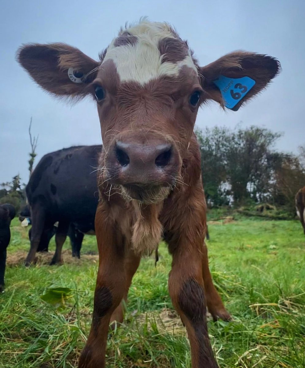 hourly cows (@hourlycows_) on Twitter photo 