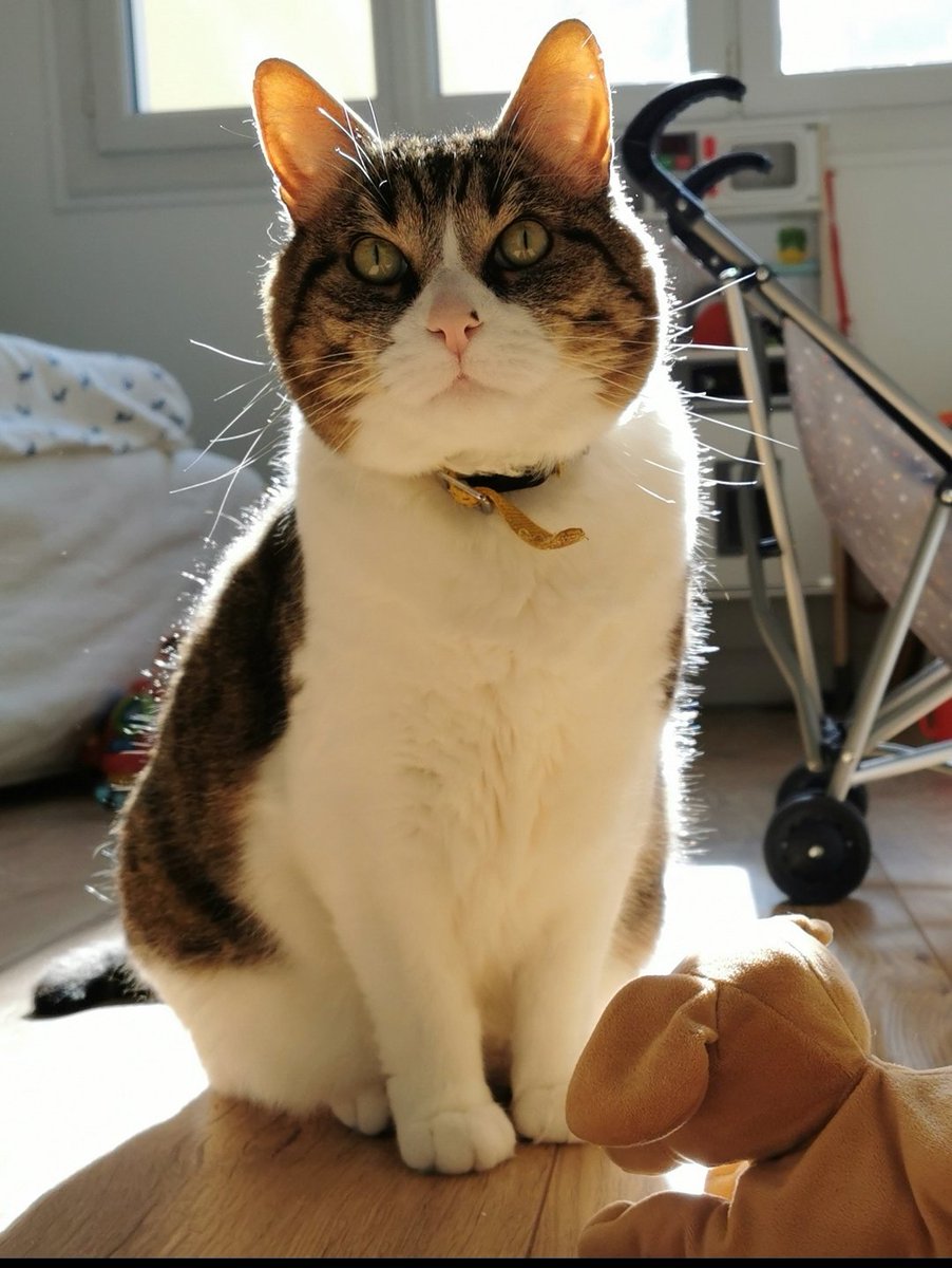 awoutz's tweet photo. 🟠 🐱 Chat perdu le 16/08/21 à Marseille 11eme, proche Hôpital Valvert. Saint Marcel
Race : Européen / Âge : 9 an(s)
Hubert our Glue / mâle / Identifié(e) : oui

☎️ 0778634109 
📧  awoutz@gmail.com

#VigiPets #chatperdu #chattrouve #chat #perdu #trouve https://t.co/F92cjVLwEK