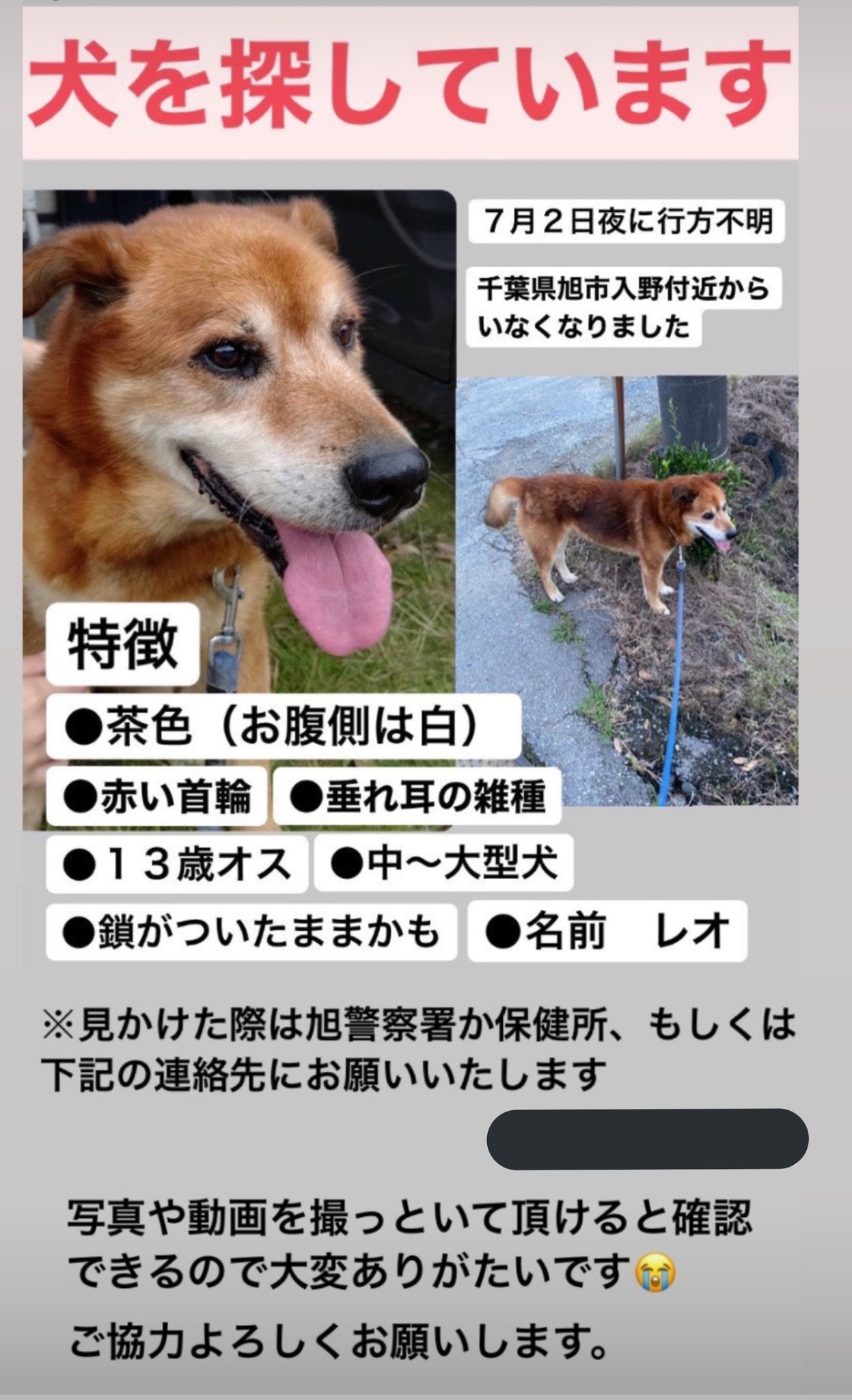 みちゃぽ 拡散希望 迷子犬 探しています 千葉県 旭市 千葉県旭市 耳垂れ 折れ耳 雑種 雑種犬 ミックス ミックス犬 T Co Ns4b3xzqas Twitter