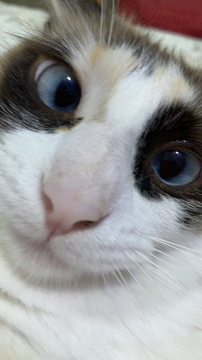 sahlosofia's tweet photo. serio gente olha esse bebezinho meu deus ve se nao é a coisa mais linda do mundo frida te amo te amo muito https://t.co/xGbL3yCZRp
