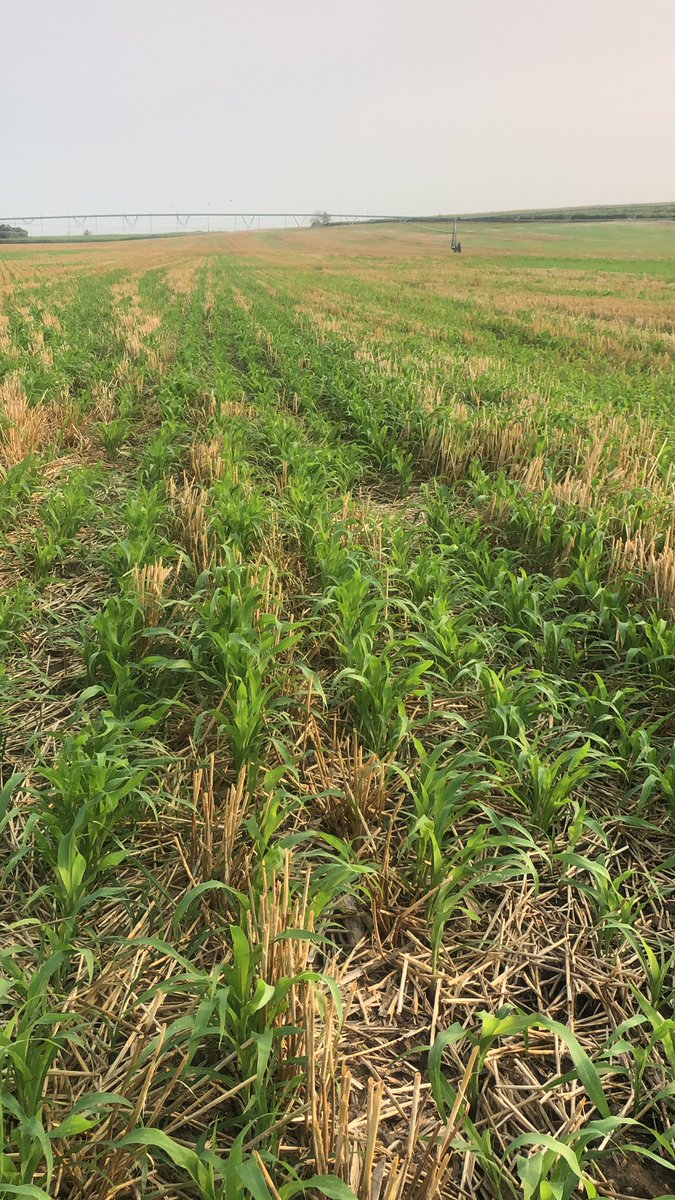StallbaumerFarm's tweet image. Drought management plan. Irrigated wheat harvested for grain. I harvested a grain crop for cash and also baled about 2 bales per acre off of it. Then, I no tilled forage sorghum (cane) into it. My intention is to cut and bale the cane in mid to late September. #shouldwork