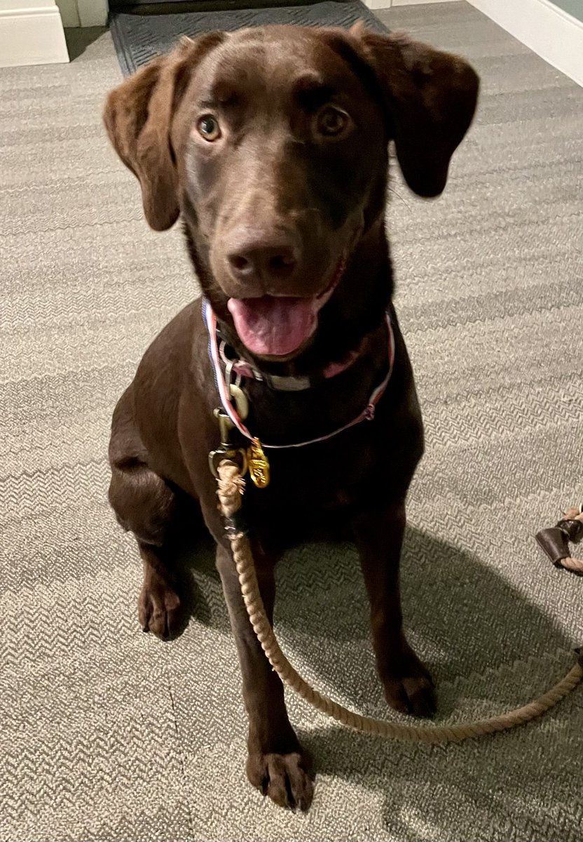 SonyaAbc's tweet photo. Hazel wins Gold in Track &amp; Field at the Pawlympics. She wonders if fellow Longmonter @vallman123 wants to train with her? https://t.co/sWnXkS5yve