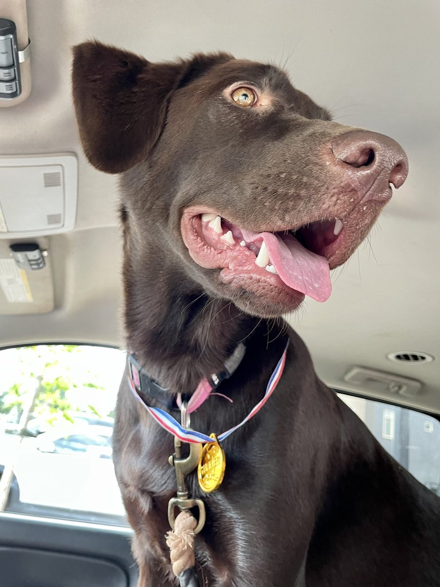 SonyaAbc's tweet photo. Hazel wins Gold in Track &amp; Field at the Pawlympics. She wonders if fellow Longmonter @vallman123 wants to train with her? https://t.co/sWnXkS5yve