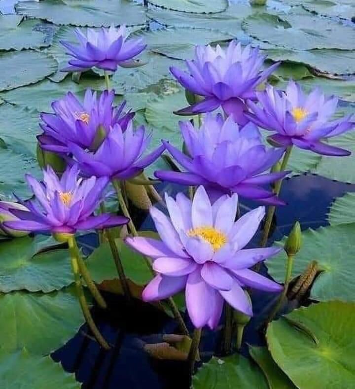 DeeonaFuson's tweet photo. RINCIPLES OF MIRACLES 20
Miracles reawaken the awareness that the spirit, not the body, is the altar of truth. This is the recognition that leads to the healing power of the miracle.
A Course In Miracles #acim #miraclesofcourse #miracles https://t.co/H9VSJMakvR https://t.co/MpJ9bmCzXJ