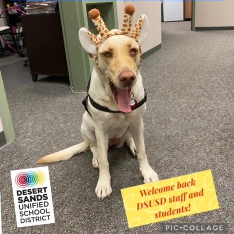 DesertSandsUSD's tweet photo. WELCOME TO THE NEW SCHOOL YEAR, from Budders the therapy dog!!! Share your fun photos with us using #DSUSDfirstday! https://t.co/GRFhXsqCMH