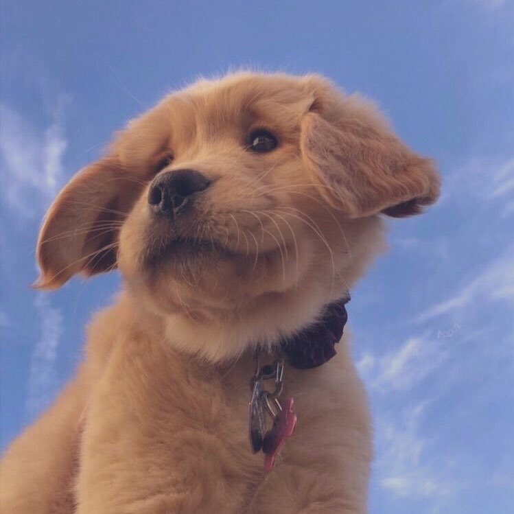 michellguut's tweet photo. que tierna cara tiene este perrito https://t.co/LW5ZmrD6CT