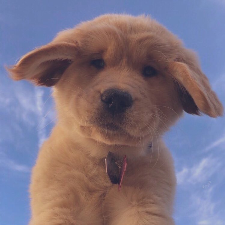 michellguut's tweet photo. que tierna cara tiene este perrito https://t.co/LW5ZmrD6CT