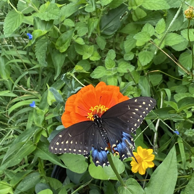 Watch perc cobain's leaked NSFW photo on TwXstars