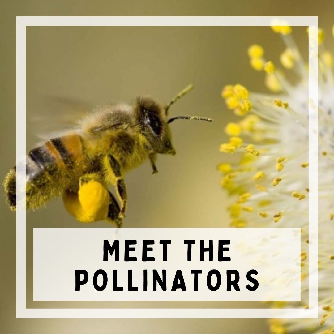 There are still spots open in this Saturday's Meet the Pollinators class, 1 to 3pm! All ages welcome. Register at stratfordecologicalcenter.org/store/
#pollinators #delawareohio