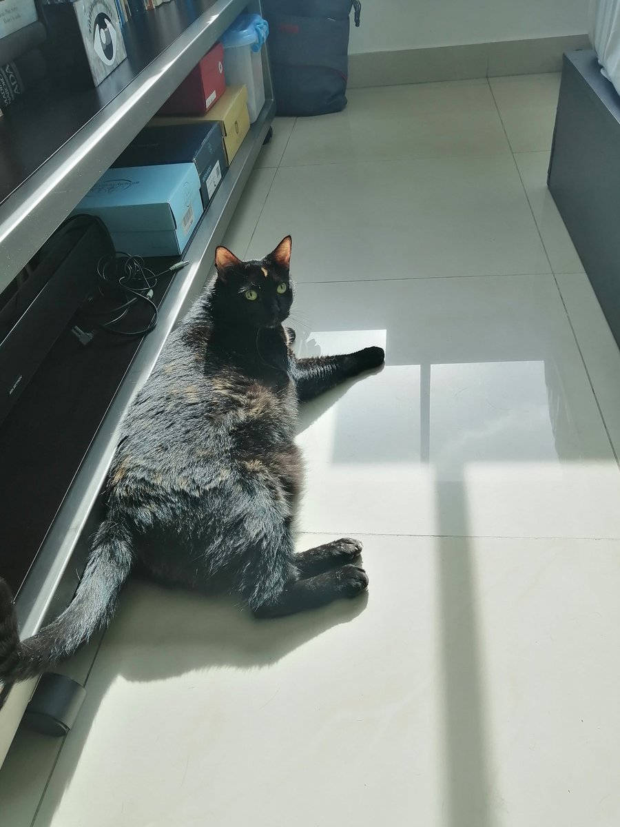 PanamaPaws's tweet photo. mucho sun puddlin to keep my tortie blonds #tropicat https://t.co/ra7FAohAot