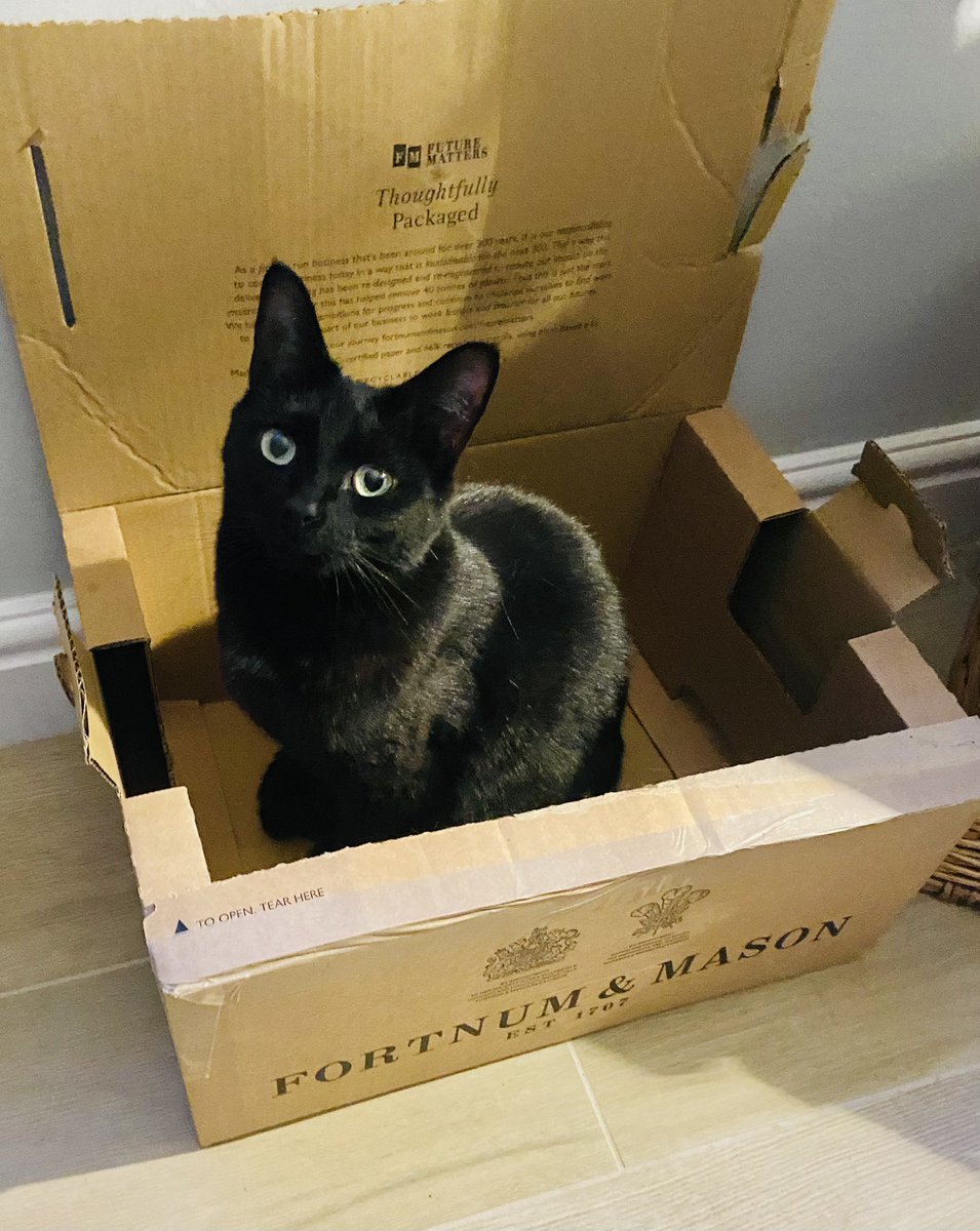 #BlackCatAppreciationDay Daphne Boudicca Du Maurier leading the way and demanding better quality cat food for Black Cats everywhere @Fortnums #fortnumandmason #BlackCatAppreciation #blackcats