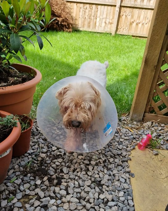 My little buddy ..still can't believe stop crying about this little guy my heart feels broken 💔🐕 RIP<a href="/tag/hotwife"class="tags"><span>#hotwife</span></a><a href="/tag/girlsinglasses"class="tags"><span>#girlsinglasses</span></a><a href="/tag/blondiegirl"class="tags"><span>#blondiegirl</span></a>