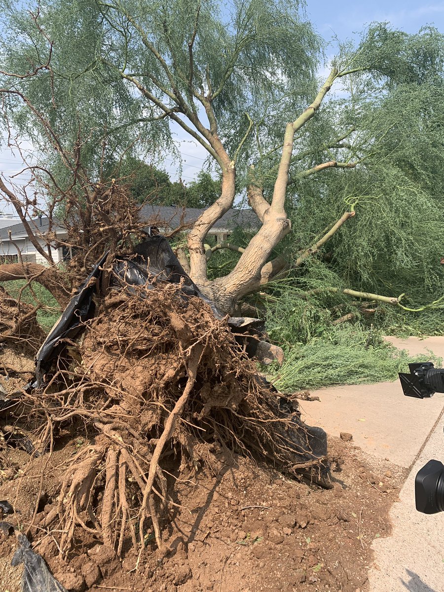 Lots of storm damage in  #Arcadia #azwx #fox10phoenix