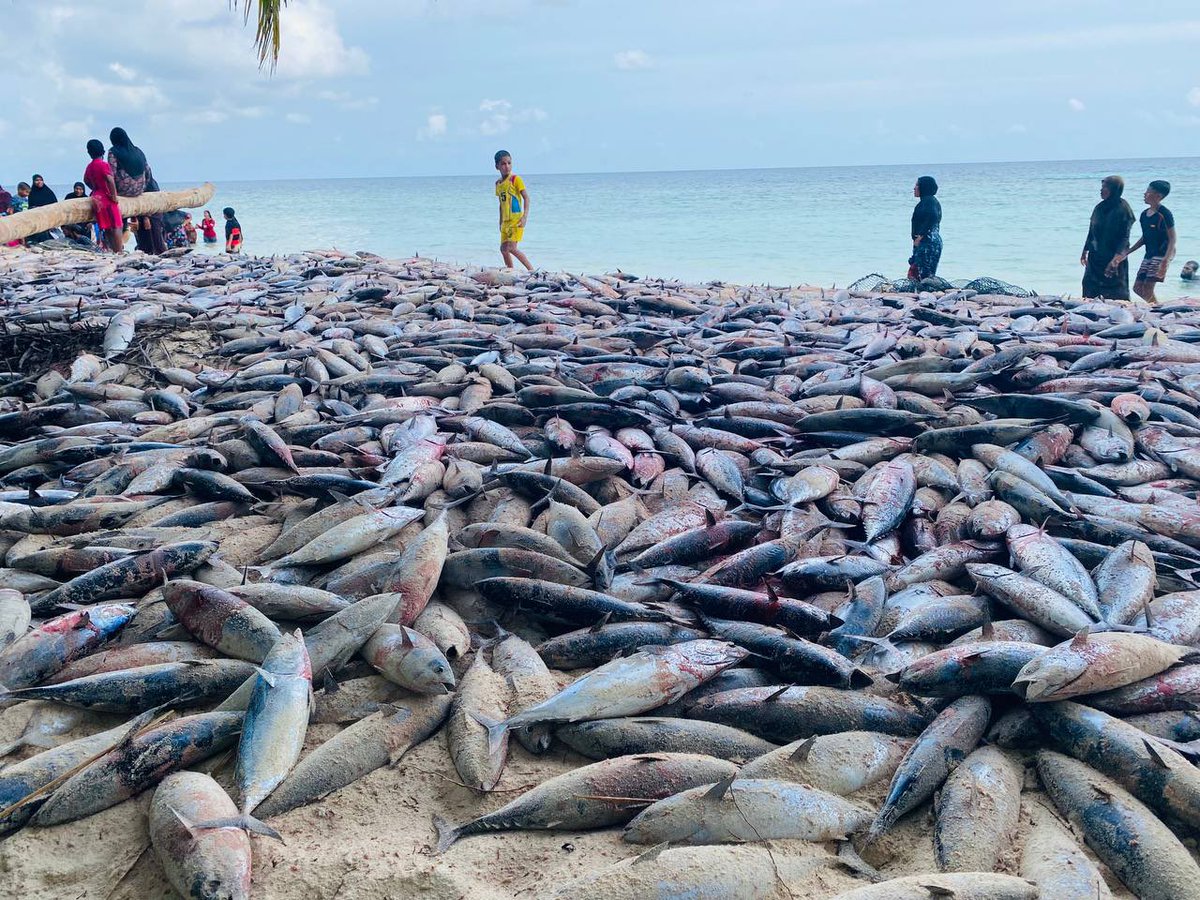 aliramyz's tweet image. Kids and adults of Th.Buruni (Maldives) joyously catching a massive school of Tuna which amazingly came to the beach!

“And He gave you from all you asked of Him. And if you should count the favor of Allah, you could not enumerate them.” [Quran 14:34]