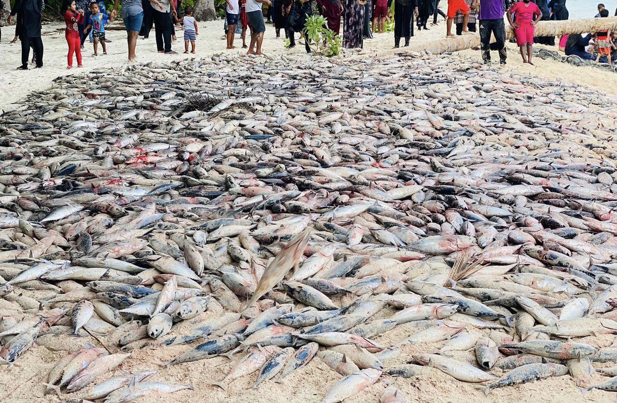 aliramyz's tweet image. Kids and adults of Th.Buruni (Maldives) joyously catching a massive school of Tuna which amazingly came to the beach!

“And He gave you from all you asked of Him. And if you should count the favor of Allah, you could not enumerate them.” [Quran 14:34]