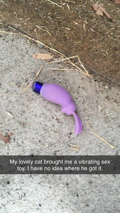 🤣 #pets #cats #petlife #vibrator https://t.co/QB8zeAJWY4