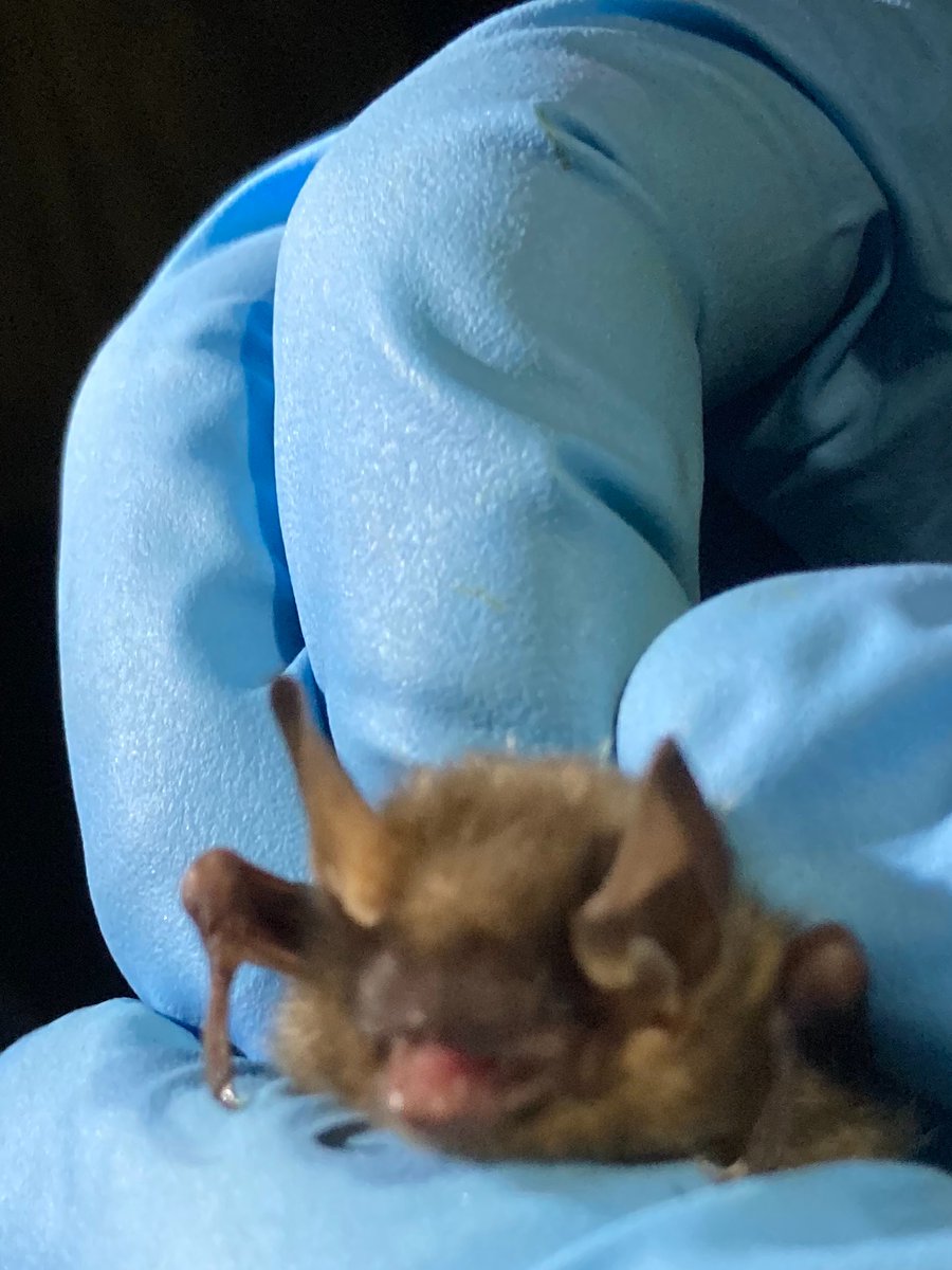 My research group <a href="/CarletonBiology/">Carleton Biology</a> will be hiring a project coordinator in the fall to help out our #bat and #aeroconservation projects. 

Are you a recent grad interested in conservation science and movement ecology (incl. #MotusWTS)? If so… watch this space!