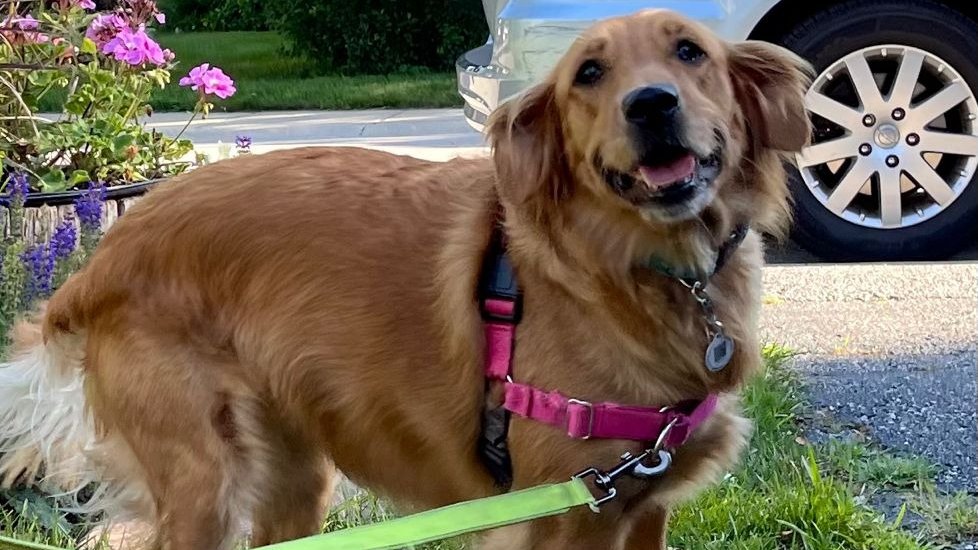 WorldCarePet's tweet photo. Penny is on her way to the UK! This smiley, happy girl is traveling from Chicago to London with British Airways. Safe Travels, Penny! https://t.co/cbFU6PdMrg