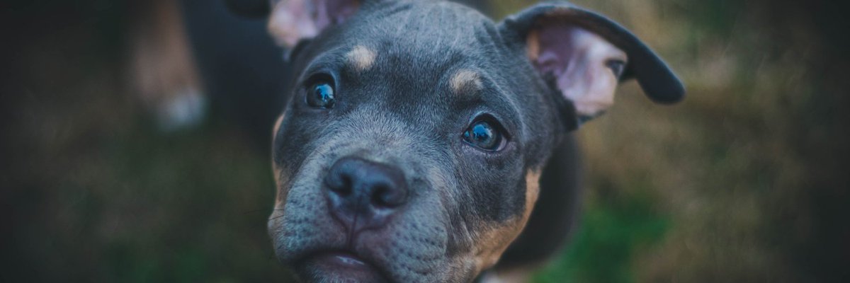 DJ, dog charity stalls, streetfood, bar, ace prizes &amp; more! Website; haighscrufts.co.uk launches soon - classes limited in size so be as quick as a greyhound, whippet, whatever to get signed up. Max two classes per dog.  #dogshow #doglovers #Wigan #gooddog #wiganevent