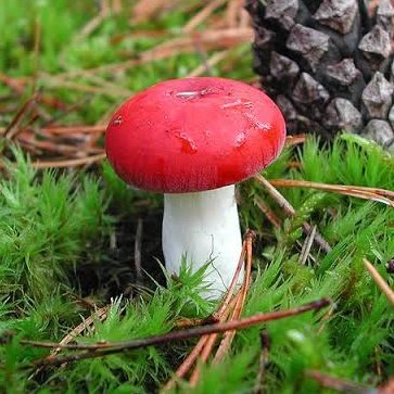 Есть гриб сыроежка. Сыроежка красная. Сыроежка гриб. Сыроежка съедобные грибы. Сыроежка жгучеедкая.