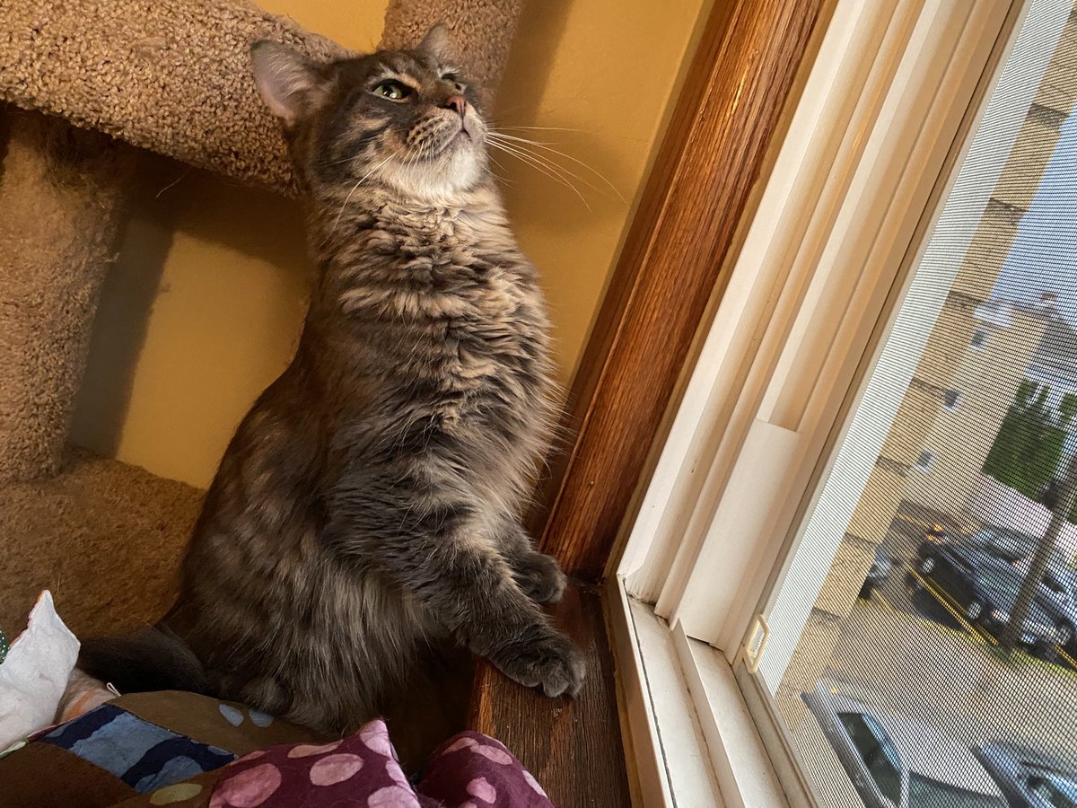 55 weeks ago tonight <a href="/sportpeppercat/">Dr. Sport Pepper The Cat</a> was rescued. Today we celebrate him. Again. For the 55th time. Because he’s just that vain. #sportpeppertuesday