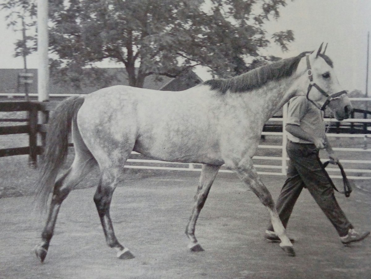 HORSERACING1002's tweet photo. Kentucky Derby winner GATO DEL SOL (COUGAR II) at Stone Farm #GatoDelSol https://t.co/g6QQy6ZMps