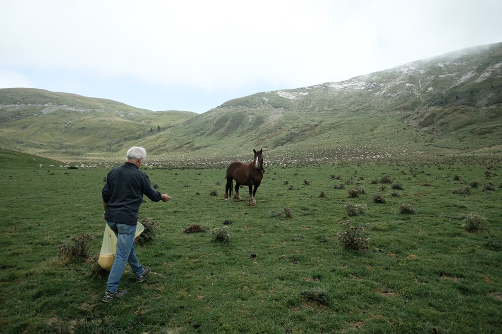 FarretArthur's tweet photo. SUMMER21
Un éleveur de traits bretons retrouve ses chevaux dans les estives. Pays basque, Août 2021.
#larochesaintmartin #estive #pyrenes #paysbasque #Espagne #fujifilmfrance #Documentary @fujifilmfrance #photojournalism https://t.co/Y1GHdvMVKv