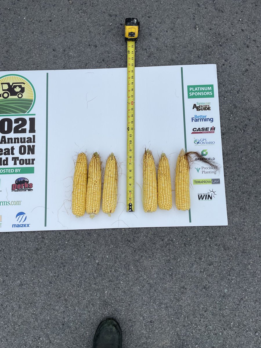 Ontario yield tour today in Stormont County. #onyield21,#greenfieldglobal,#corn