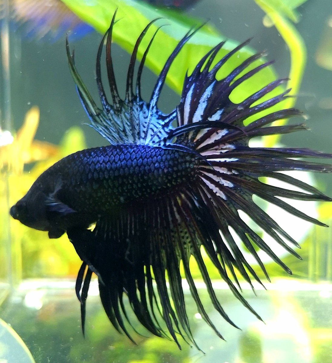 ブラックオーキッド ブラックオーキッド