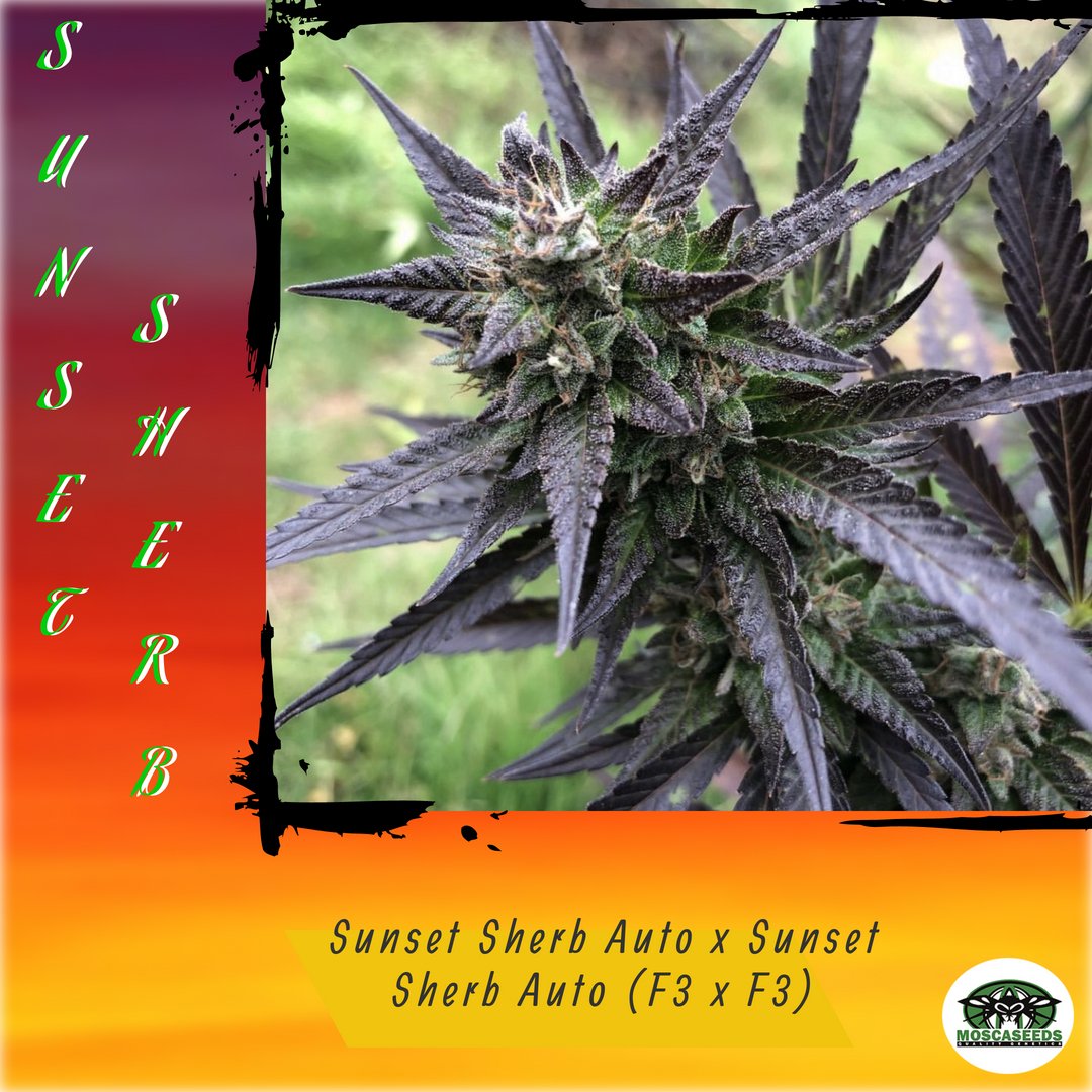MoscaSeeds's tweet photo. Looking for a fruity strain? Check out this flavorful lady, Sunset Sherb!!!ππ
MOSCA SEEDS - https://t.co/5E00Pxo5n0
#moscaseeds #moscanegra #cannabis #growyourown #strains #sunsetsherb #autoflower #indica #buzz #medicalmarijuana #cannabissociety#smokeweedeveryday https://t.co/BgCnNEkARS