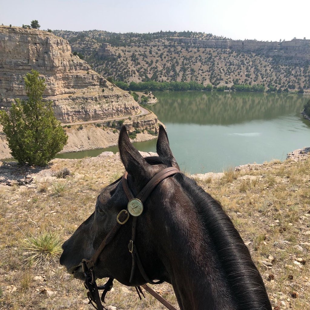 PMontanye's tweet photo. Gryffs first trail ride ❤️ @LuisCastroDVM @DernKaty @flysofree https://t.co/H7RNcV0YaF
