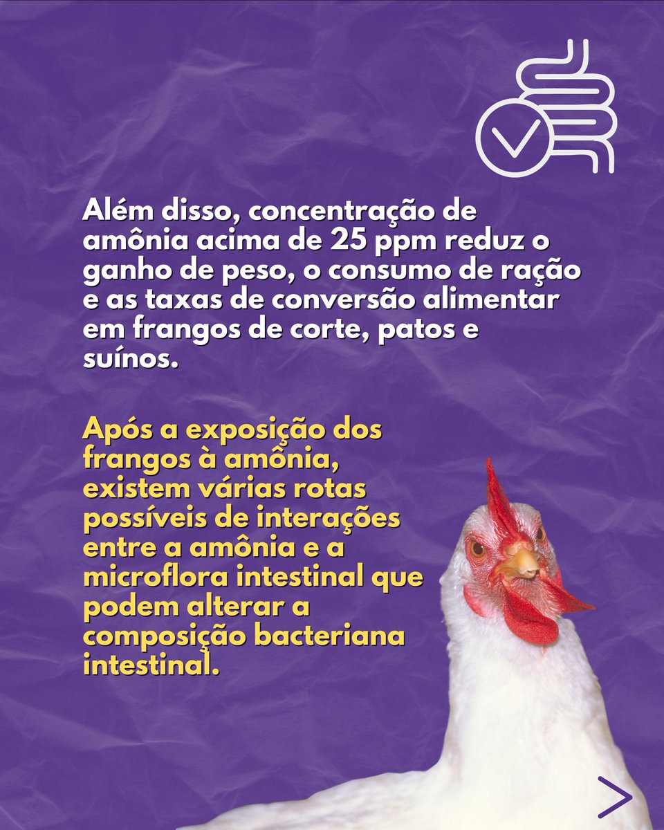 nutrinewsbrasil's tweet photo. 🐔Saiba como a #amônia pode interferir no desempenho zootécnico de frangos de corte
🟣Matéria completa aqui: https://t.co/NsRV7EnivX
#avicultura #disbiose #intestino #nutrição #microbiota #aviculturabr #frango #frangodecorte #aviculturaindustrial #aviario https://t.co/mXe1cybFPe