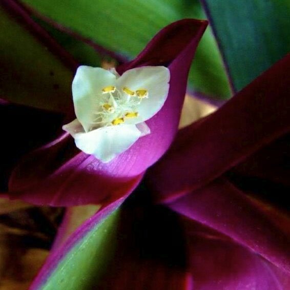 Ef Be 85 Ef B4 E8 8a B1 E8 A8 80 E8 91 Latest Post