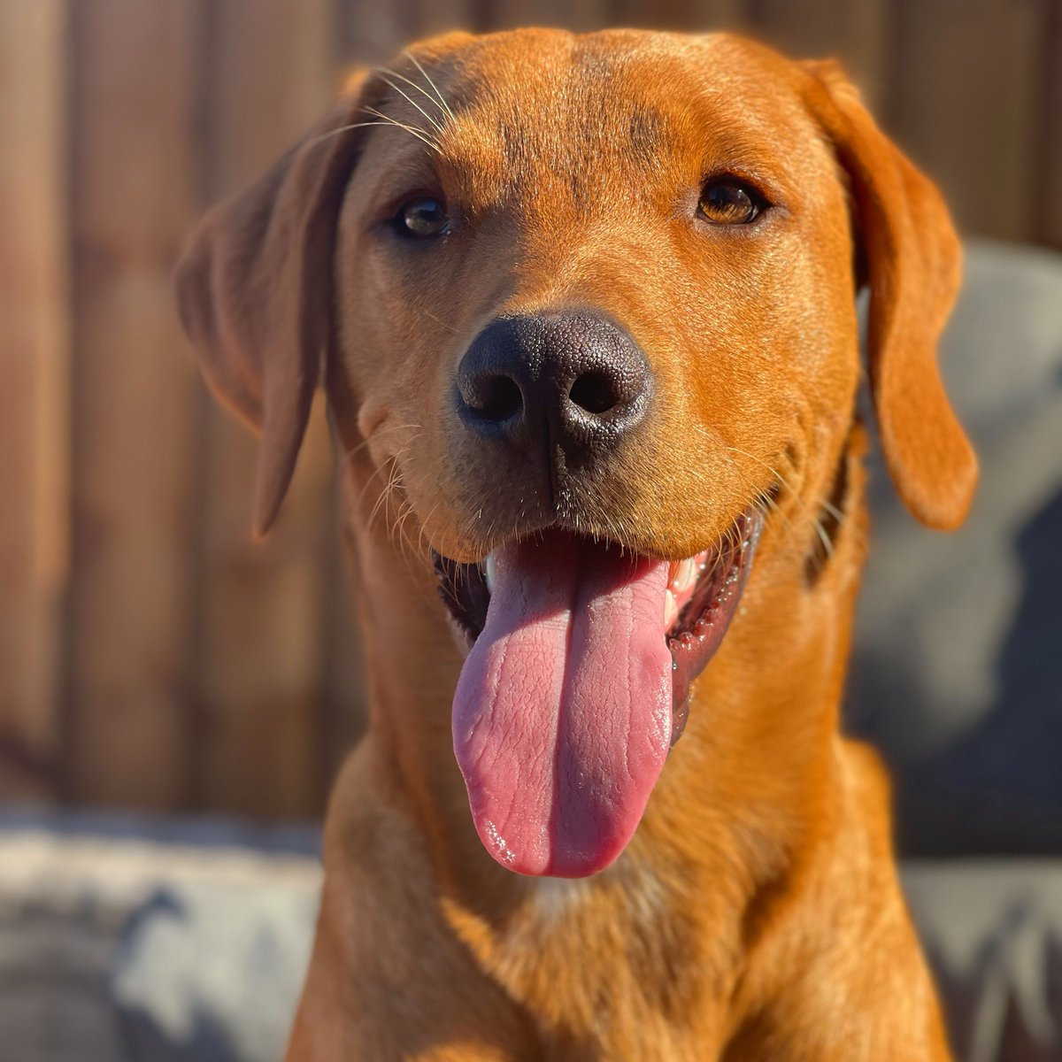 aimbri00's tweet photo. @MoonpigUK Our handsome Hunter would be perfect  😍 🧡🐾 https://t.co/tpBdam7enw