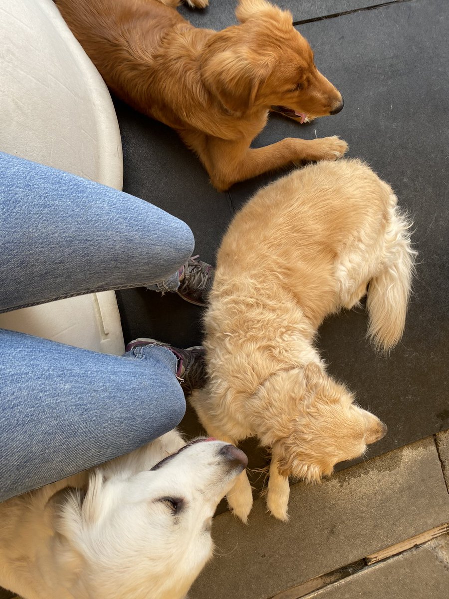 Planet Pooch tweet media