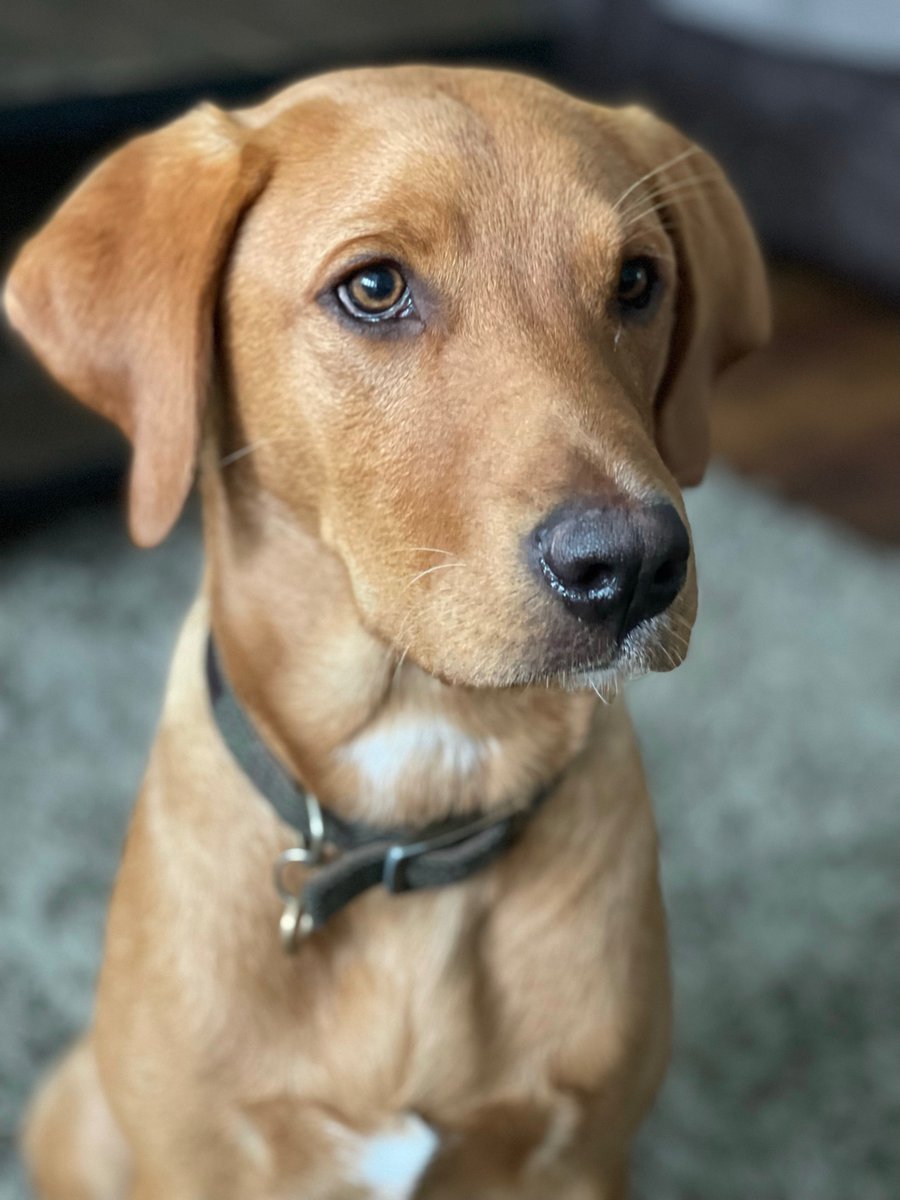 aimbri00's tweet photo. @MoonpigUK Our handsome Hunter would be perfect  😍 🧡🐾 https://t.co/tpBdam7enw