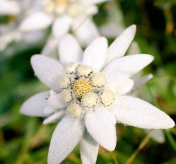 リーママ グッジョブマイライフ S Tweet おはようございます 8月18日の誕生花は エーデルワイス 花言葉は 大切な思い出 勇気 エーデルワイスは高山に群生し まるでスイスアルプスの妖精の ように美しい ヨーロッパでは白い花の見た目は 純潔の象徴