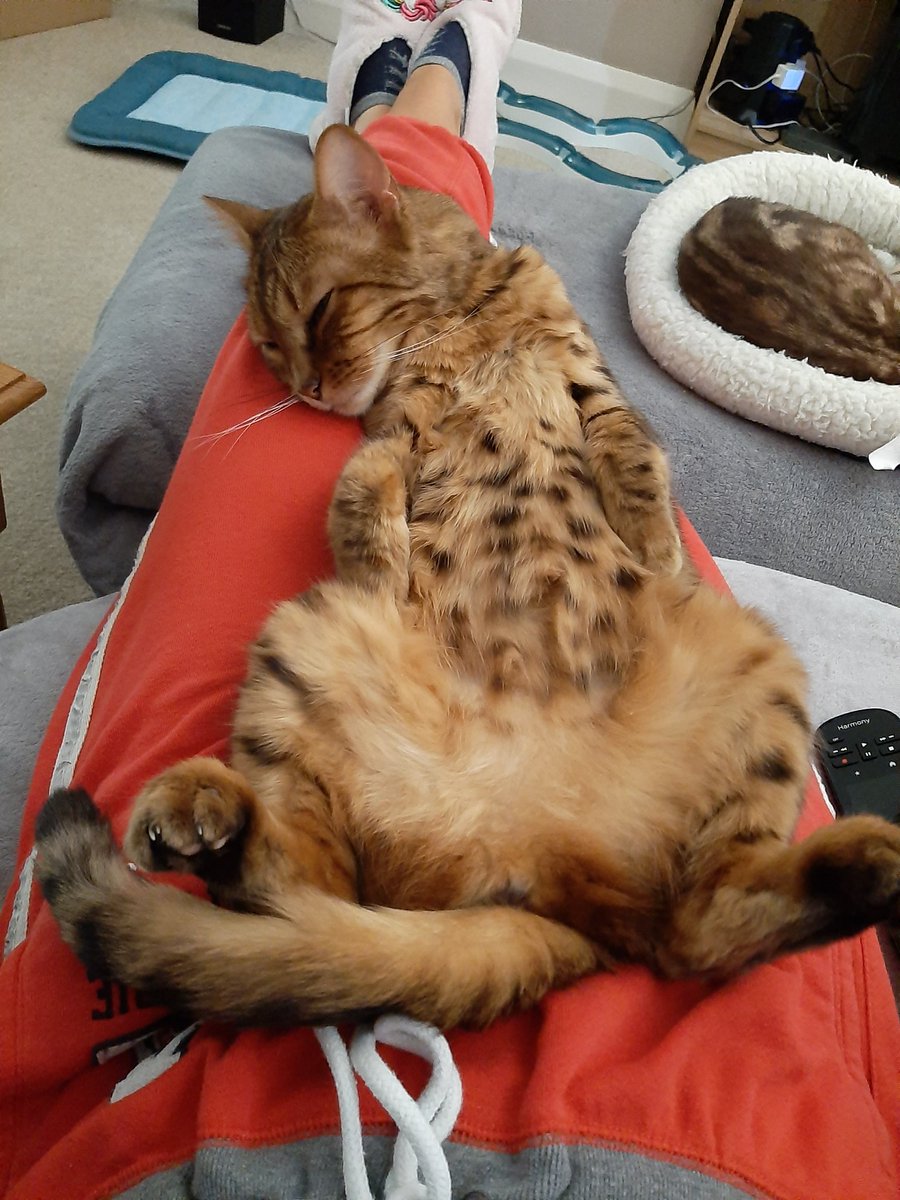 ChloePurcell's tweet photo. @MeowedOfficial Is like mine! #SoLadylike https://t.co/XQQjq7lf14