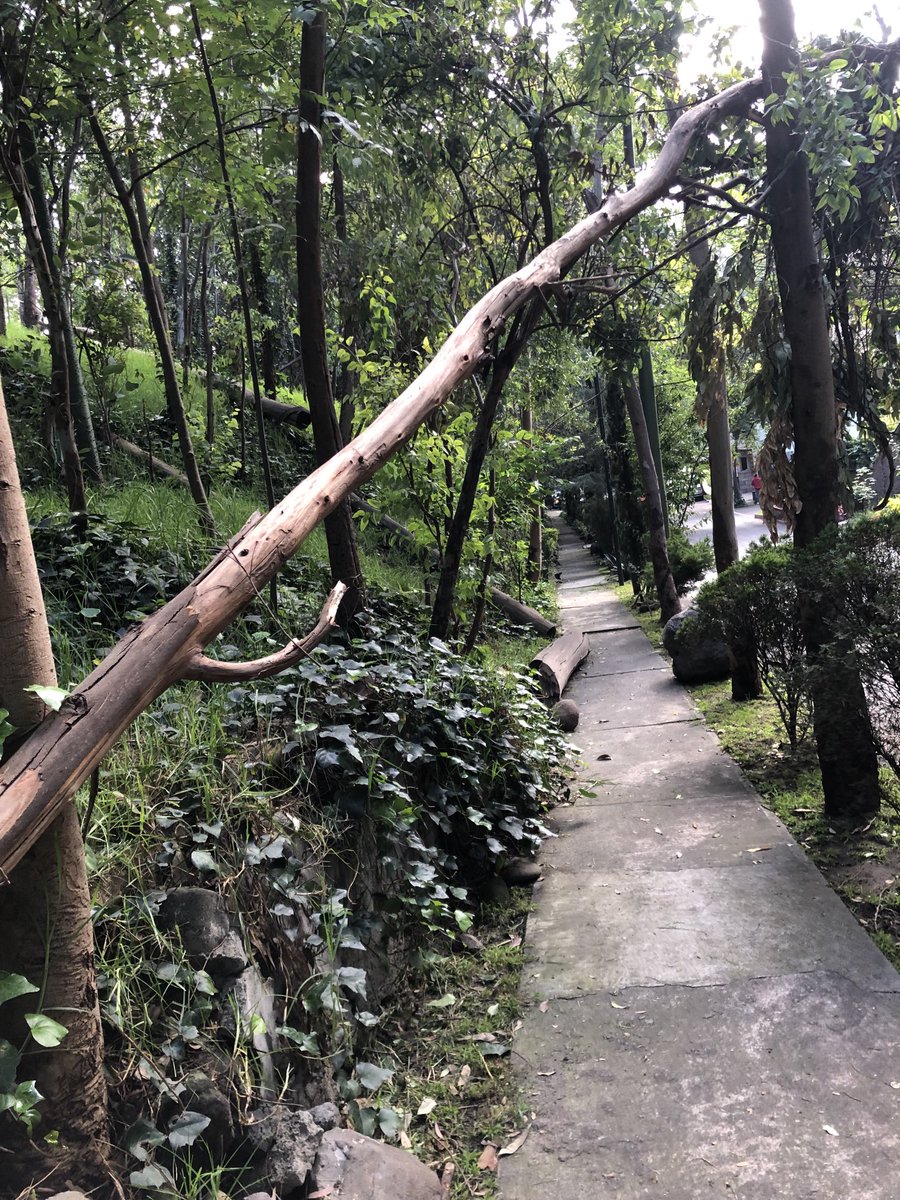 Norma Samaniego (@norsi10) on Twitter photo Árboles a punto de caer en calle Oyameles, entre Ahuehuetes Sur y Zapotes, Bosques de las Lomas, Miguel Hidalgo. Por favor urge atender. MH@cesac <a href="/SGIRPC_CDMX/">Secretaría de Gestión Integral de Riesgos y PC</a> Árboles a punto de caer en calle Oyameles, entre Ahuehuetes Sur y Zapotes, Bosques de las Lomas, Miguel Hidalgo. Por favor urge atender. MH@cesac <a href="/SGIRPC_CDMX/">Secretaría de Gestión Integral de Riesgos y PC</a>
