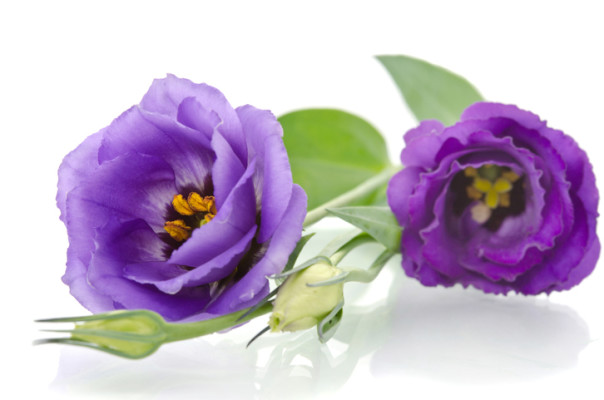 365日の誕生花と花言葉 365 Birthday365 Twitter