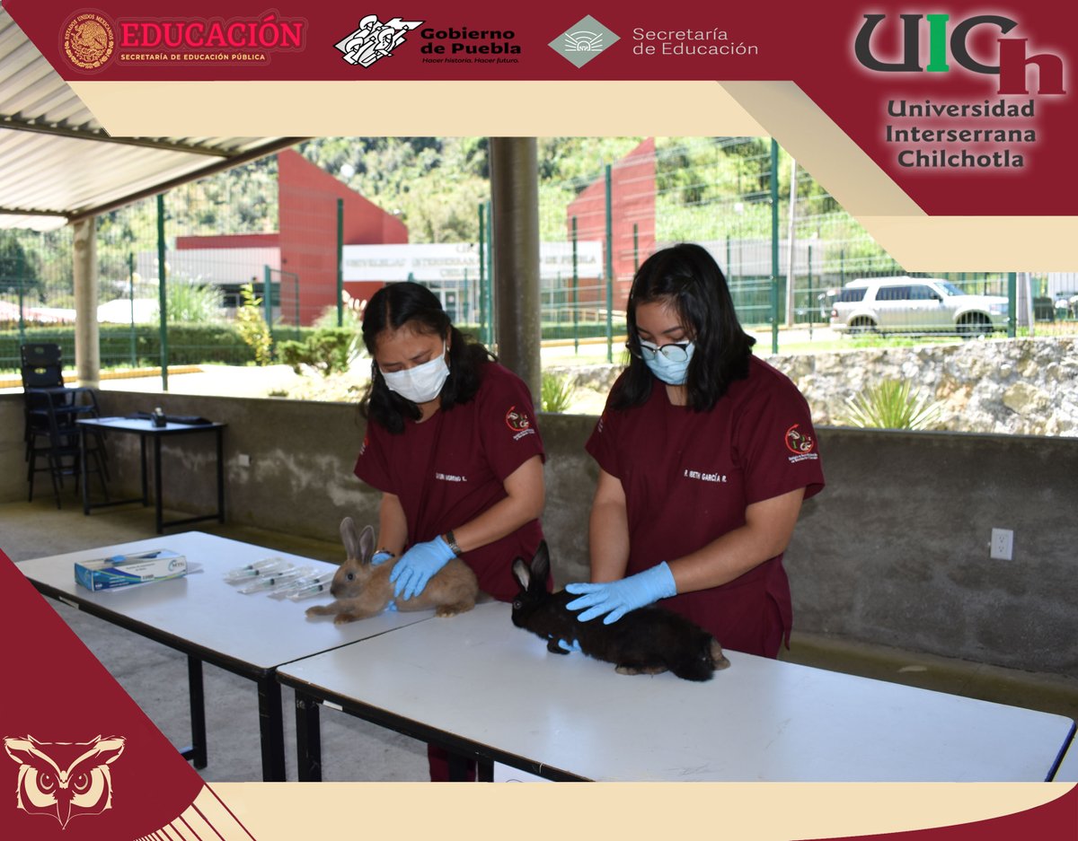 UIChOficial's tweet photo. ¡Aún estás a tiempo de vacunar a tus conejos!   

📍 Ubicación: En las instalaciones de la Universidad Interserrana de Chilchotla.

⏱ Horario: Del 11 al 25 de agosto de 2021 de las 10:00 a las 14:00 horas.

📢 ¡La vacuna es GRATUITA!
#SomosUICh https://t.co/4f4Ez9p1f3
