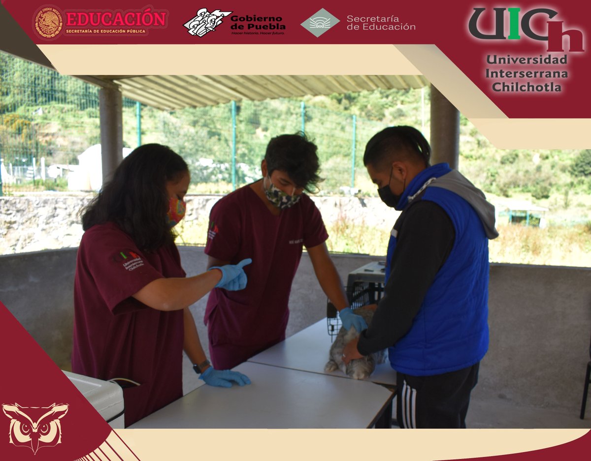 UIChOficial's tweet photo. ¡Aún estás a tiempo de vacunar a tus conejos!   

📍 Ubicación: En las instalaciones de la Universidad Interserrana de Chilchotla.

⏱ Horario: Del 11 al 25 de agosto de 2021 de las 10:00 a las 14:00 horas.

📢 ¡La vacuna es GRATUITA!
#SomosUICh https://t.co/4f4Ez9p1f3