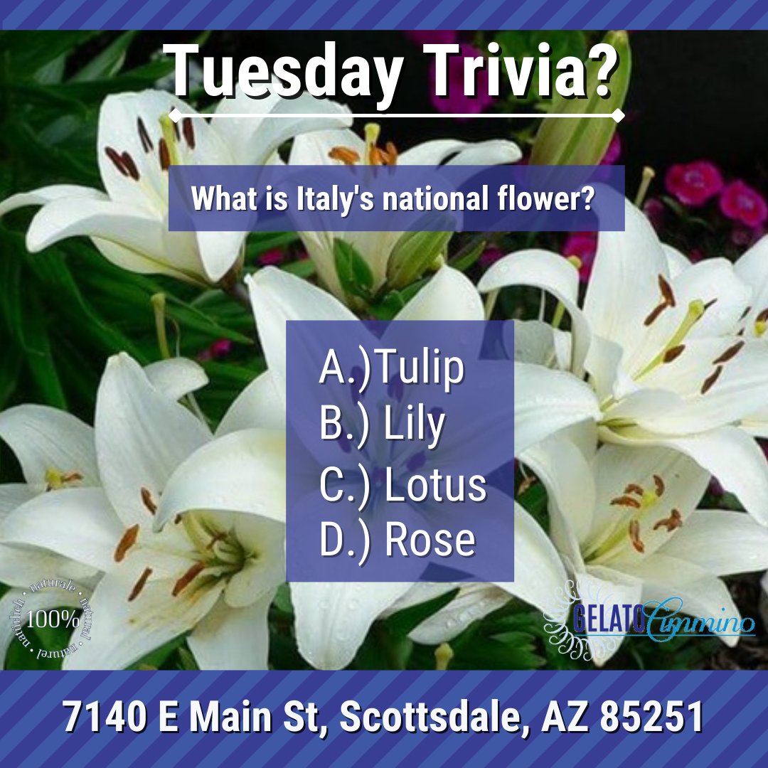 GelatoCimmino's tweet photo. What is Italy's national flower❓ 

Answer on our IG Story 📸: @gelatocimmino 

📍7140 E Main St, Scottsdale, AZ 85251
-
-
-
#gelato #sweets #dessert #icecream #arizona #scottsdale #oldtownscottsdale #azfoodie #foodie #scottsdalefoodie #arizonacheck #azliving #azlife https://t.co/8z4L5QHZ90