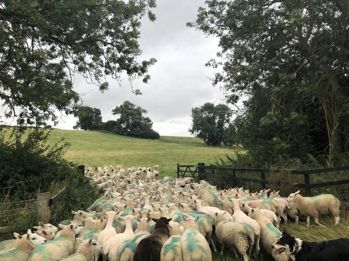 Gelston Lamb tweet media