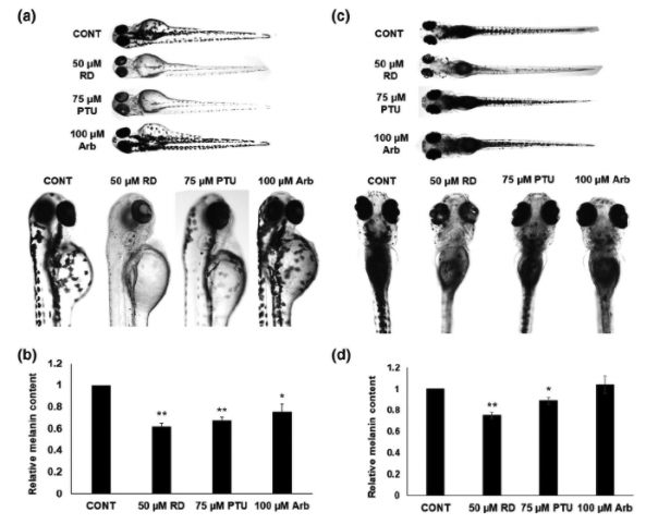 PCMR_Wiley's tweet image. #Leukoderma is a skin disorder characterised by patchy loss of skin pigmentation due to #melanocyte dysfunction &amp;amp; has been hypothesised to be caused by cosmetic ingredients such as rhododentrol (RD). Here, Hayazaki et al treat zebrafish w /RD &amp;amp; observe..

onlinelibrary.wiley.com/doi/10.1111/pc…