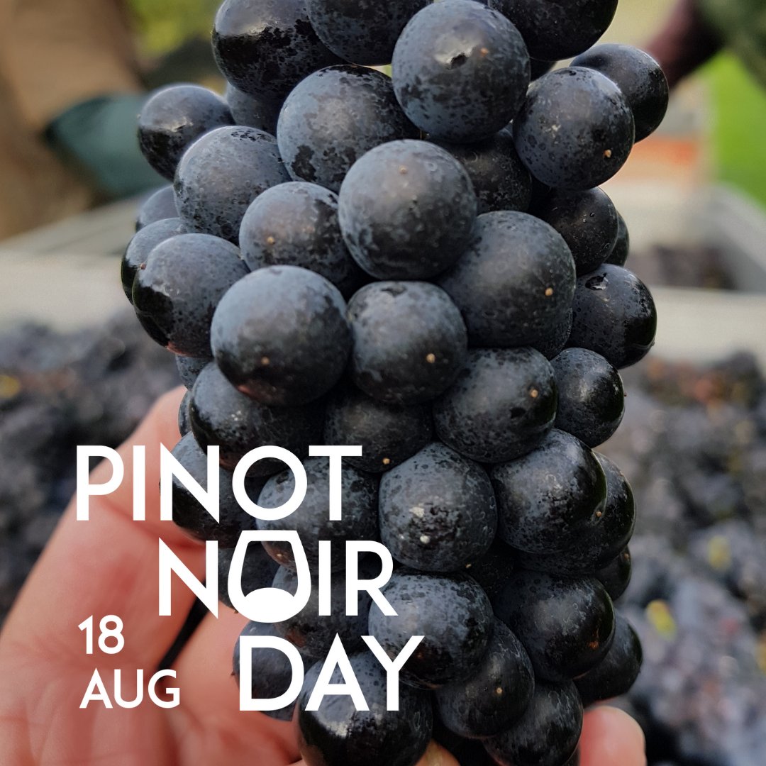 It's #pinotnoirday today so why not make it organic?⁠
⁠
It's well known that some of the top New Zealand Pinot Noir's are organic, so to find out where to purchase the best of the best, click the link bit.ly/39886y1.⁠