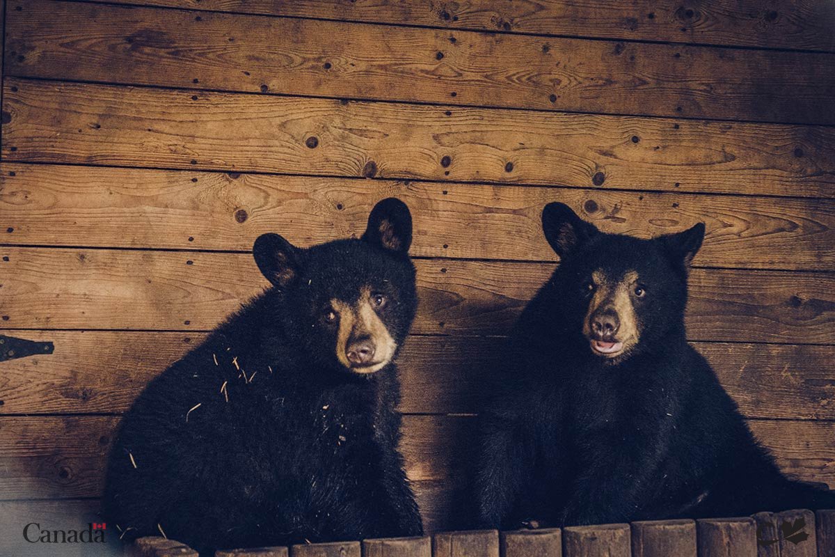 RDEECanada's tweet image. 📸 Quel cliché vous inspire le plus?
@LeCorridor_CAN
Crédits : @refusehibernate